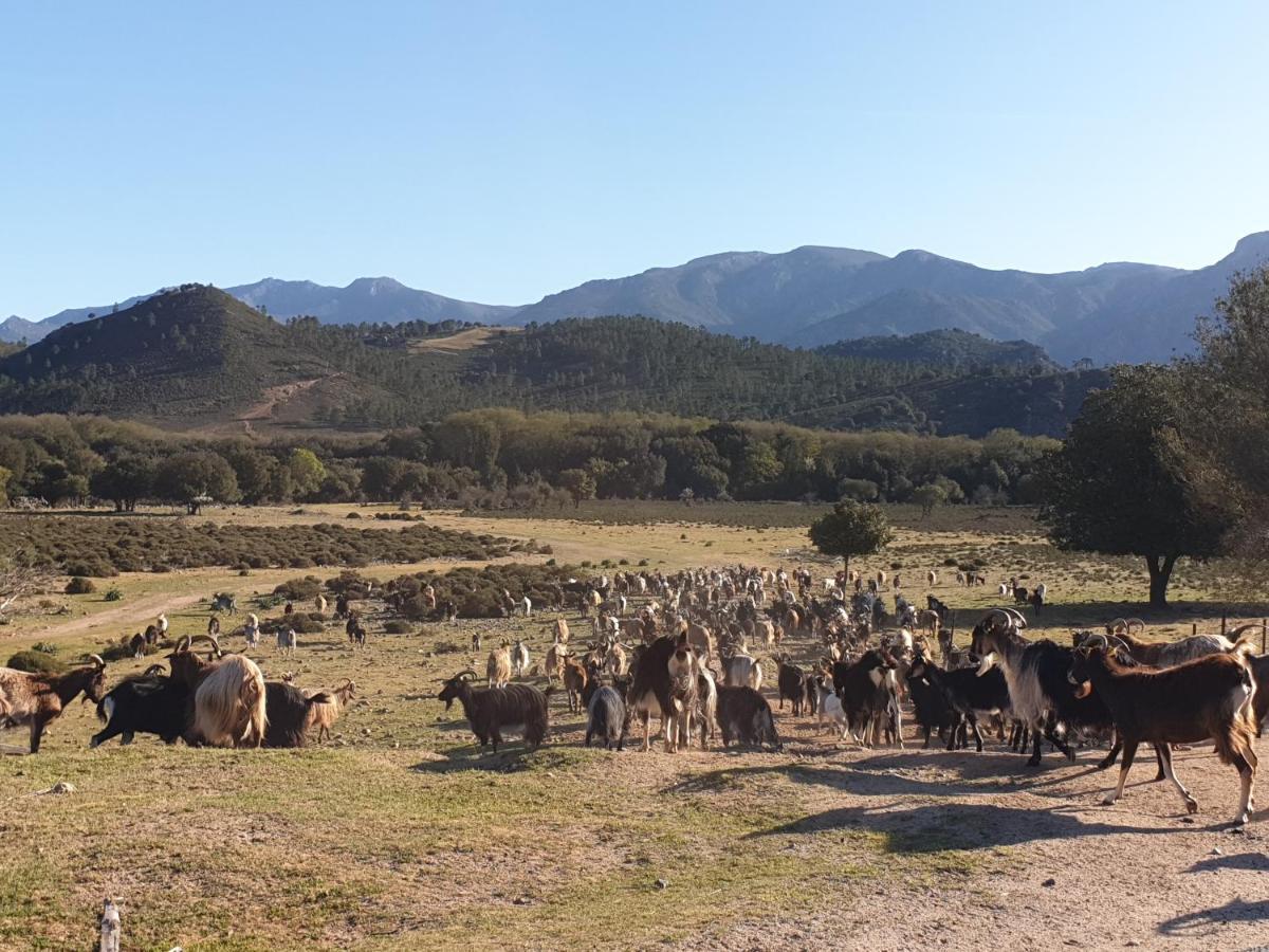 Domaine U Filanciu - Casa Chiara - Centru Di Corsica * Moltifao