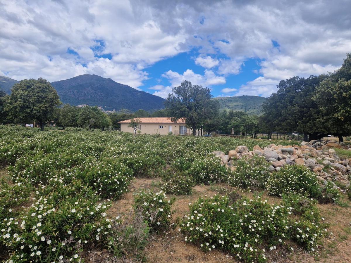 Domaine U Filanciu - Casa Chiara - Centru Di Corsica * Moltifao
